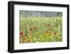 Verbena, Coreopsis, Atlantic Poppy, Lavender, Statice, Mountain Bluet and Cornflower-Emily Wilson-Framed Photographic Print