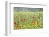 Verbena, Coreopsis, Atlantic Poppy, Lavender, Statice, Mountain Bluet and Cornflower-Emily Wilson-Framed Photographic Print