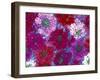 Verbena Floating Flowers, Sammamish, Washington, USA-Darrell Gulin-Framed Photographic Print