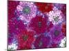 Verbena Floating Flowers, Sammamish, Washington, USA-Darrell Gulin-Mounted Photographic Print