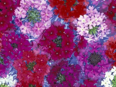 &lsquo;Verbena Floating Flowers, Sammamish, Washington, USA&rsquo; Photographic