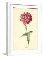 Verbena-Frederick Edward Hulme-Framed Giclee Print