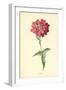 Verbena-Frederick Edward Hulme-Framed Giclee Print