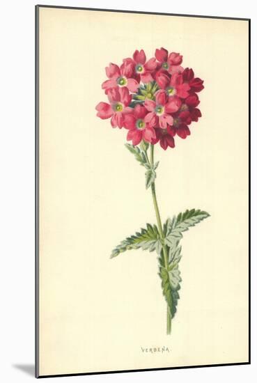 Verbena-Frederick Edward Hulme-Mounted Giclee Print