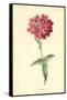 Verbena-Frederick Edward Hulme-Framed Stretched Canvas