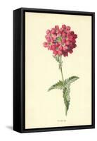 Verbena-Frederick Edward Hulme-Framed Stretched Canvas