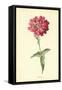 Verbena-Frederick Edward Hulme-Framed Stretched Canvas