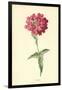 Verbena-Frederick Edward Hulme-Framed Giclee Print