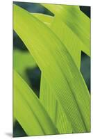 Verdant Foliage - Grow-Joseph Eta-Mounted Giclee Print