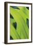 Verdant Foliage - Grow-Joseph Eta-Framed Giclee Print