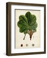 Verdant Foliage II-Vision Studio-Framed Art Print