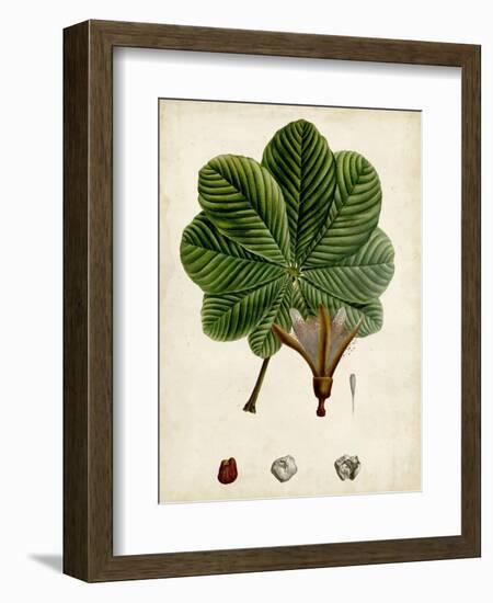 Verdant Foliage II-Vision Studio-Framed Art Print