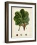 Verdant Foliage II-Vision Studio-Framed Art Print