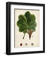 Verdant Foliage II-Vision Studio-Framed Art Print