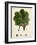 Verdant Foliage II-Vision Studio-Framed Art Print