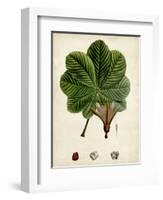 Verdant Foliage II-Vision Studio-Framed Art Print