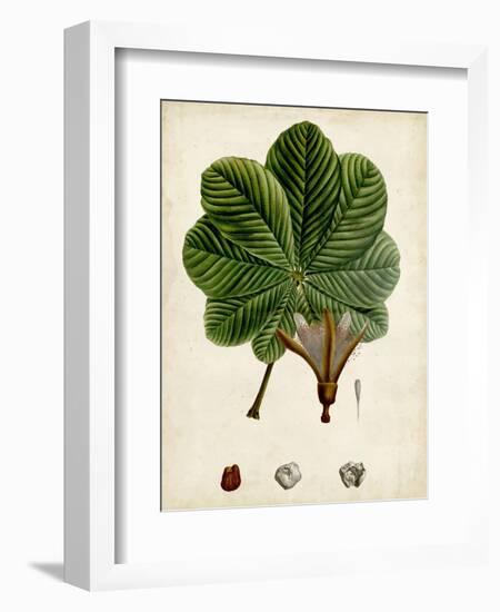 Verdant Foliage II-Vision Studio-Framed Art Print