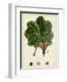 Verdant Foliage II-Vision Studio-Framed Art Print