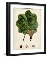 Verdant Foliage II-Vision Studio-Framed Art Print