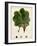 Verdant Foliage II-Vision Studio-Framed Art Print