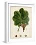 Verdant Foliage II-Vision Studio-Framed Art Print