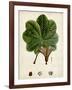 Verdant Foliage II-Vision Studio-Framed Art Print