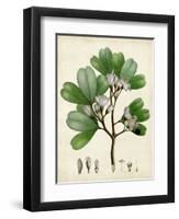 Verdant Foliage III-Vision Studio-Framed Art Print