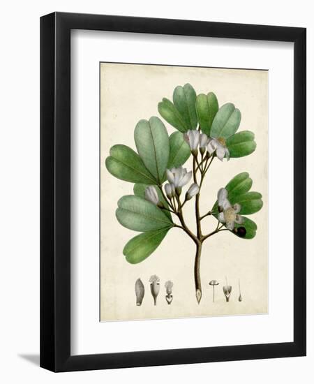 Verdant Foliage III-Vision Studio-Framed Art Print