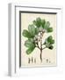 Verdant Foliage III-Vision Studio-Framed Art Print