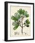 Verdant Foliage III-Vision Studio-Framed Art Print