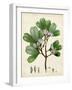 Verdant Foliage III-Vision Studio-Framed Art Print