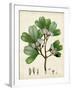 Verdant Foliage III-Vision Studio-Framed Art Print