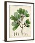 Verdant Foliage III-Vision Studio-Framed Art Print