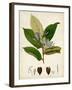 Verdant Foliage IV-Vision Studio-Framed Art Print