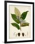 Verdant Foliage IV-Vision Studio-Framed Art Print