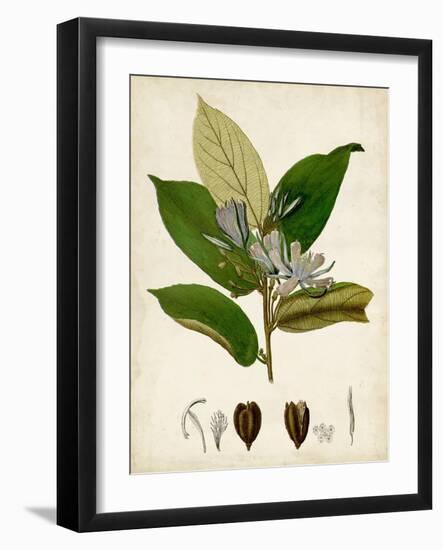 Verdant Foliage IV-Vision Studio-Framed Art Print