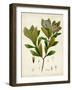 Verdant Foliage V-Vision Studio-Framed Art Print