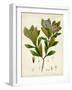 Verdant Foliage V-Vision Studio-Framed Art Print