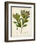 Verdant Foliage V-Vision Studio-Framed Art Print