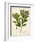 Verdant Foliage V-Vision Studio-Framed Art Print