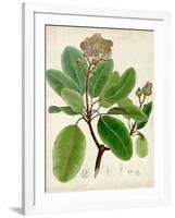 Verdant Foliage VI-Vision Studio-Framed Art Print