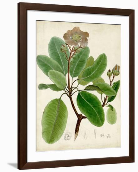 Verdant Foliage VI-Vision Studio-Framed Art Print