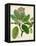 Verdant Foliage VI-Vision Studio-Framed Stretched Canvas