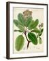 Verdant Foliage VI-Vision Studio-Framed Art Print