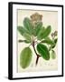 Verdant Foliage VI-Vision Studio-Framed Art Print