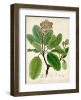 Verdant Foliage VI-Vision Studio-Framed Art Print