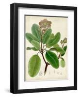 Verdant Foliage VI-Vision Studio-Framed Art Print