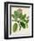 Verdant Foliage VI-Vision Studio-Framed Art Print