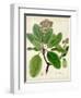 Verdant Foliage VI-Vision Studio-Framed Art Print