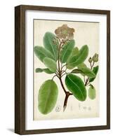 Verdant Foliage VI-Vision Studio-Framed Art Print